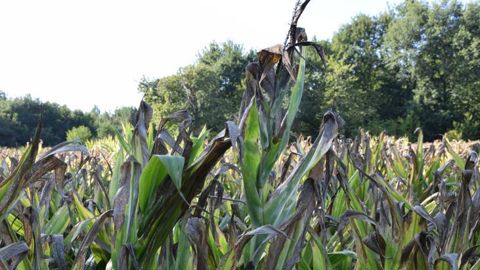 Les stress thermiques subis par les maïs cette année, comme ici en Sarthe, suivis parfois de petites pluies tombées sur les feuilles sèches juste avant l’ensilage, imposent des contrôles via des analyses, car ces conditions augmentent fortement le risque mycotoxines. © Y. Boloh